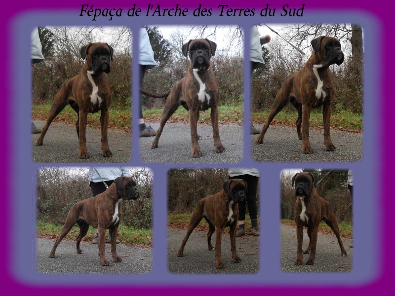 Fépaça de l'Arche des Terres du Sud