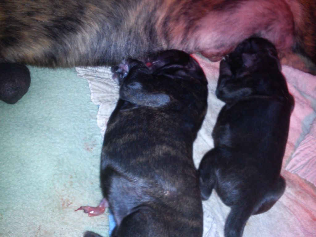 Chiot Boxer de l'Arche des Terres du Sud