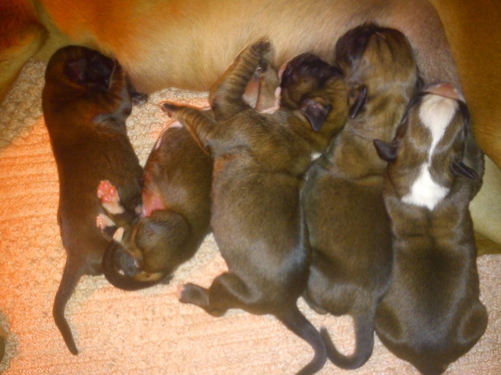 Chiot Boxer de l'Arche des Terres du Sud